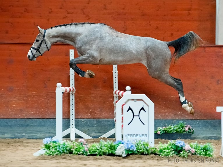 Hanoverian Mare 4 years 16,2 hh Grey in Verden