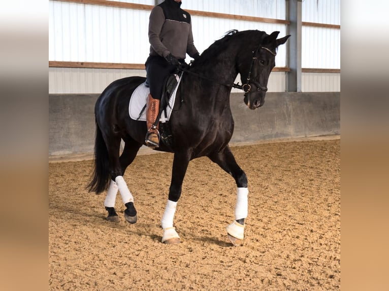 Hanoverian Mare 4 years 16,2 hh Smoky-Black in Hamminkeln