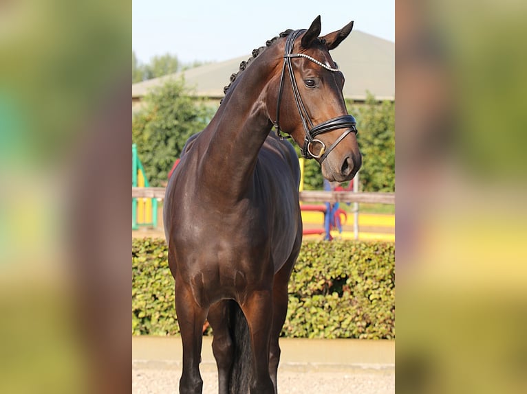 Hanoverian Mare 4 years 16,2 hh Smoky-Black in Dorsten Hanoverian Mare 4 years 16,2 hh Smoky-Black in Dorsten