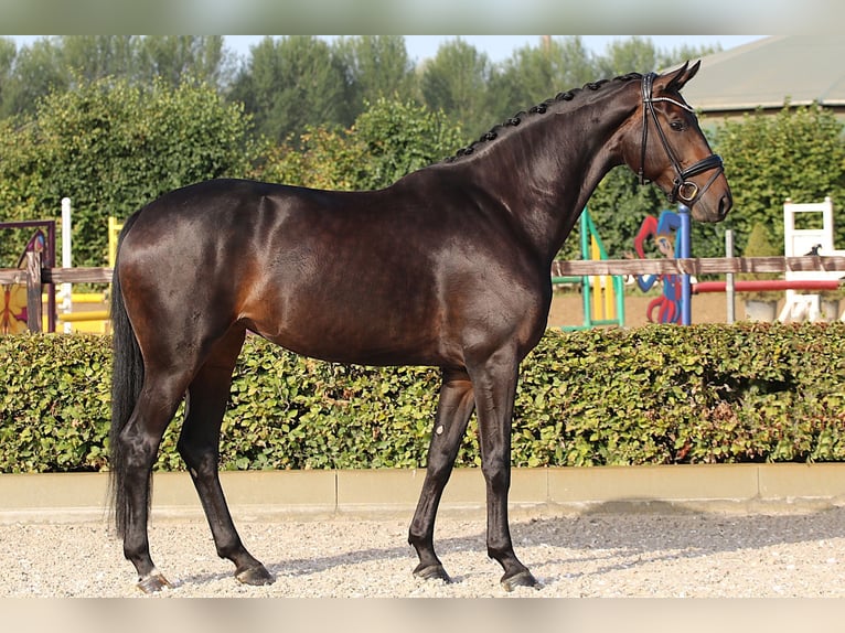 Hanoverian Mare 4 years 16,2 hh Smoky-Black in Dorsten Hanoverian Mare 4 years 16,2 hh Smoky-Black in Dorsten