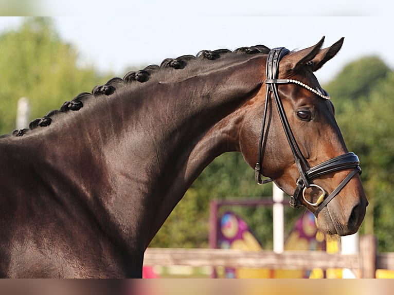 Hanoverian Mare 4 years 16,2 hh Smoky-Black in Dorsten Hanoverian Mare 4 years 16,2 hh Smoky-Black in Dorsten