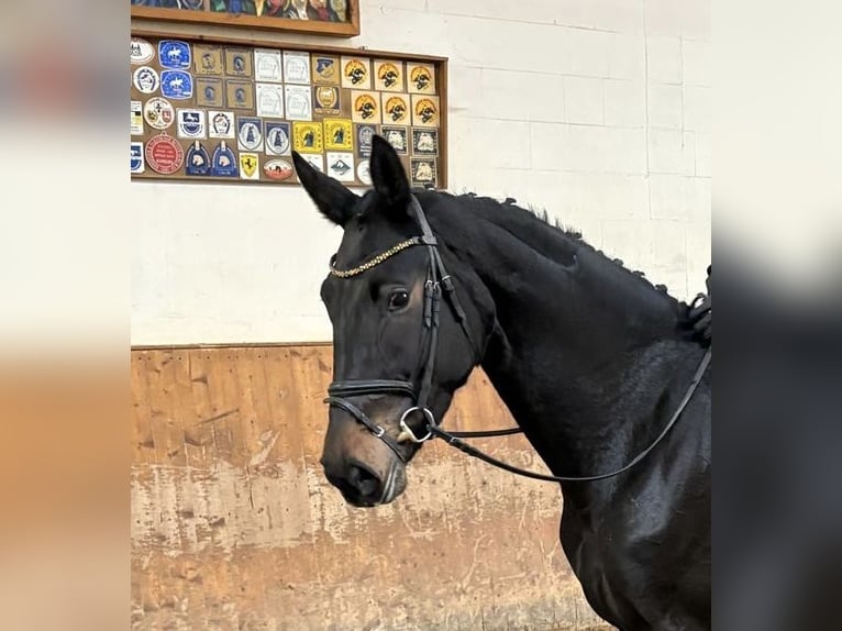 Hanoverian Mare 4 years 16,2 hh Smoky-Black in Verden (Aller)