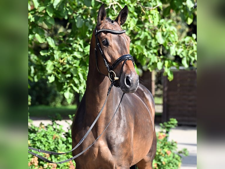 Hanoverian Mare 4 years 16,3 hh Bay-Dark in Bad Bevensen