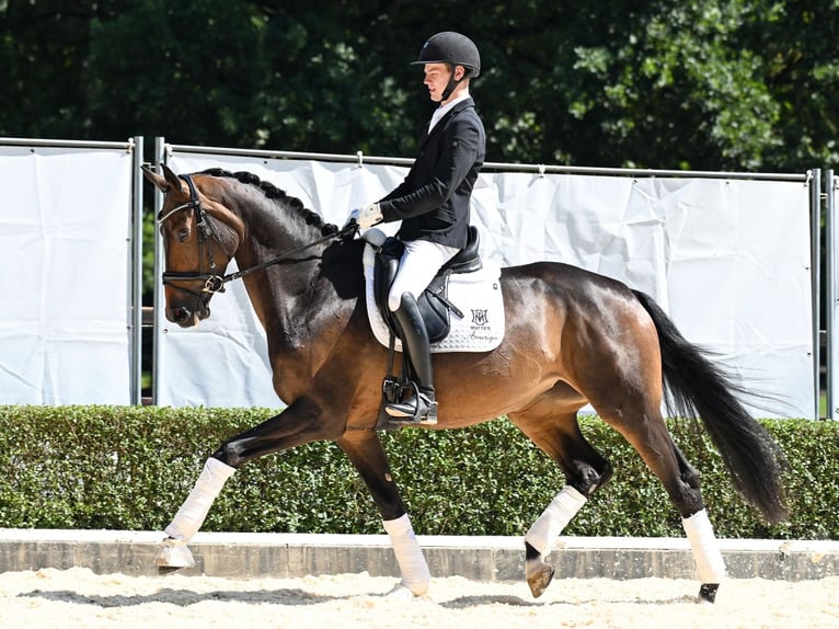 Hanoverian Mare 4 years 16,3 hh Bay-Dark in Bad Bevensen