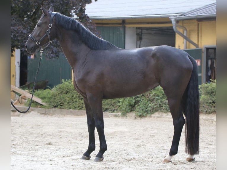 Hanoverian Mare 4 years 16,3 hh Black in Bonn Hanoverian Mare 4 years 16,3 hh Black in Bonn