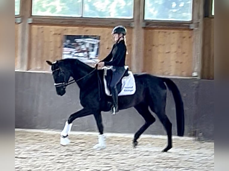 Hanoverian Mare 4 years 16,3 hh Black in Wolnzach