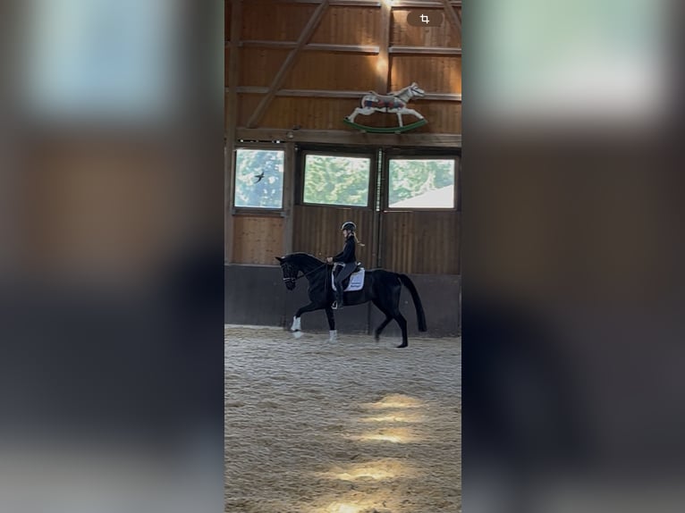 Hanoverian Mare 4 years 16,3 hh Black in Wolnzach