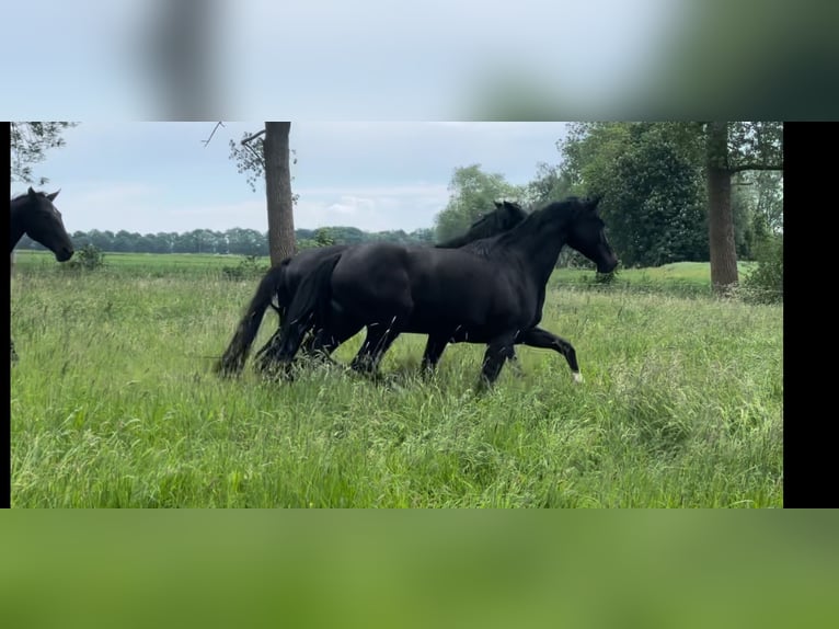 Hanoverian Mare 4 years 16,3 hh Black in Unna