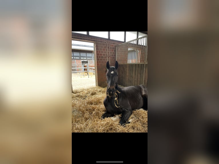 Hanoverian Mare 4 years 16,3 hh Black in Unna