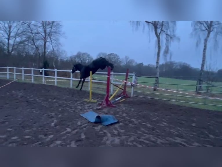 Hanoverian Mare 4 years 16,3 hh Black in Klein Nordende