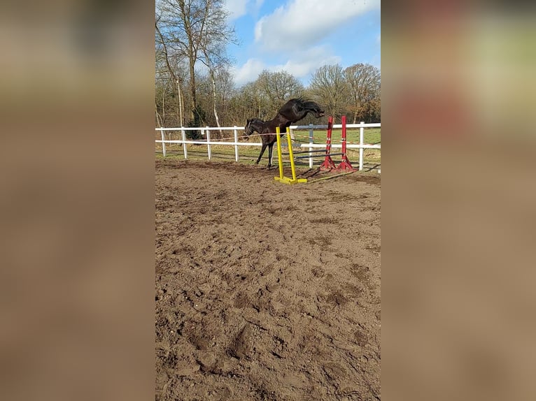 Hanoverian Mare 4 years 16,3 hh Black in Klein Nordende