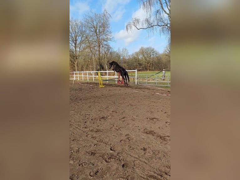 Hanoverian Mare 4 years 16,3 hh Black in Klein Nordende
