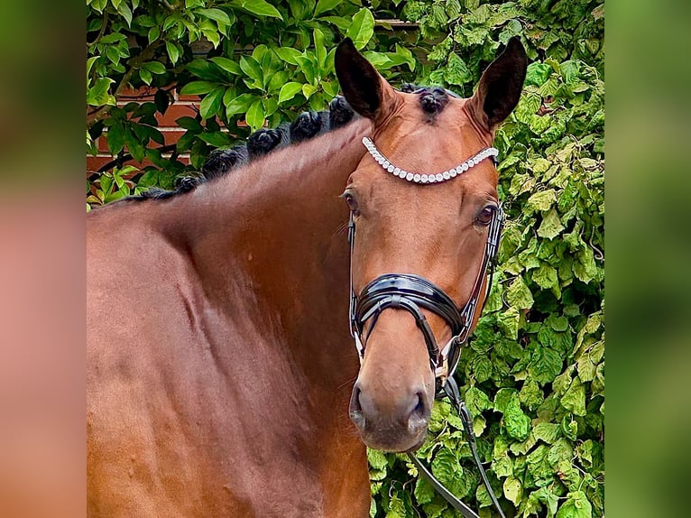Hanoverian Mare 4 years 16,3 hh Brown in Bassum