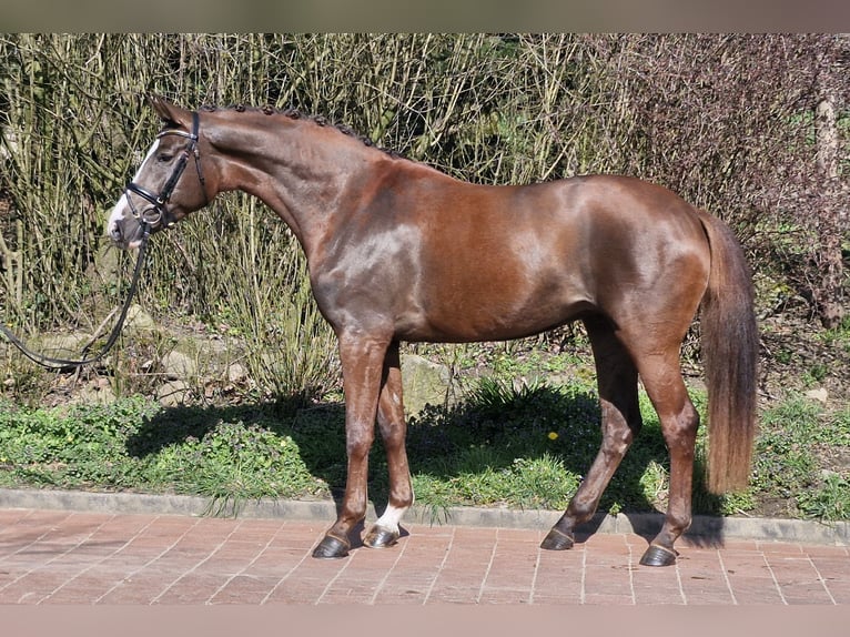 Hanoverian Mare 4 years 16,3 hh Chestnut in Ostercappeln