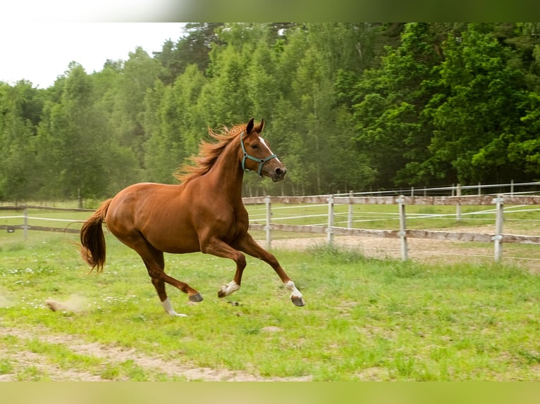 Hanoverian Mare 4 years 16,3 hh Chestnut-Red in Burd&#x105;g