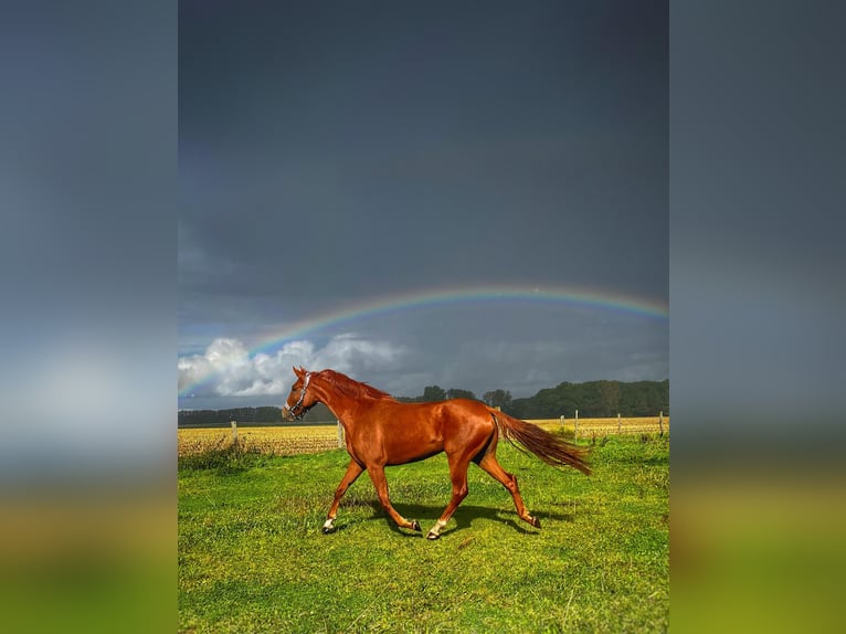 Hanoverian Mare 4 years 16,3 hh Chestnut-Red in Kevelaer