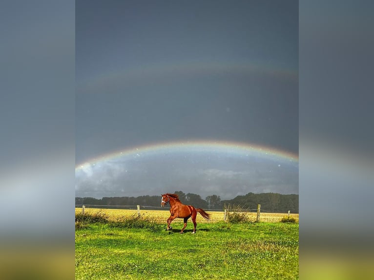 Hanoverian Mare 4 years 16,3 hh Chestnut-Red in Kevelaer