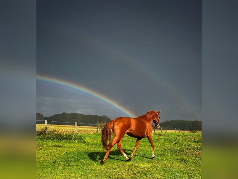 Hanoverian Mare 4 years 16,3 hh Chestnut-Red in Kevelaer