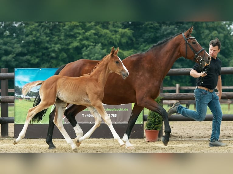 Hanoverian Mare 4 years 16,3 hh Chestnut-Red in Moers
