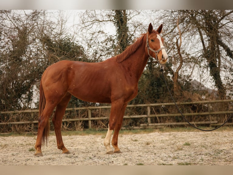 Hanoverian Mare 4 years 16,3 hh Chestnut-Red in Moers