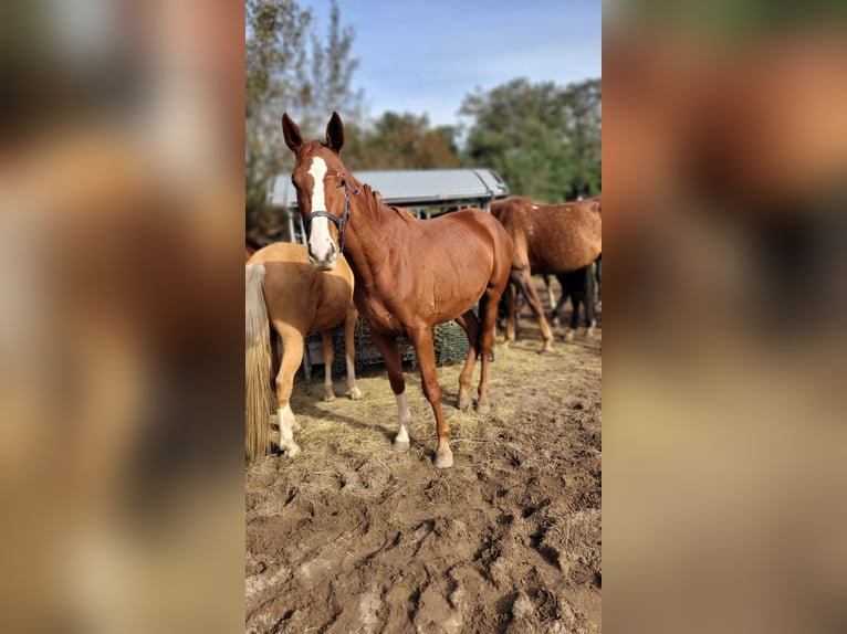 Hanoverian Mare 4 years 16,3 hh Chestnut-Red in Moers