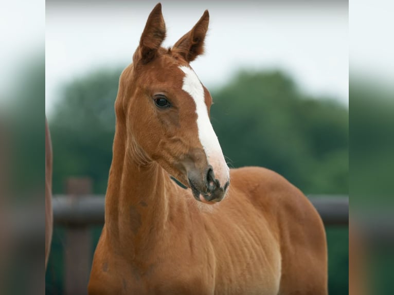 Hanoverian Mare 4 years 16,3 hh Chestnut-Red in Moers
