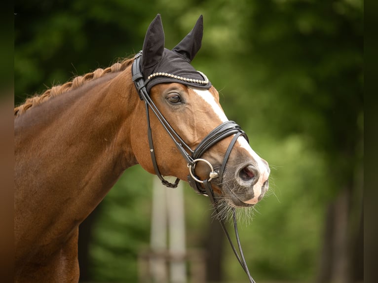 Hanoverian Mare 4 years 16,3 hh Chestnut-Red in Diepholz