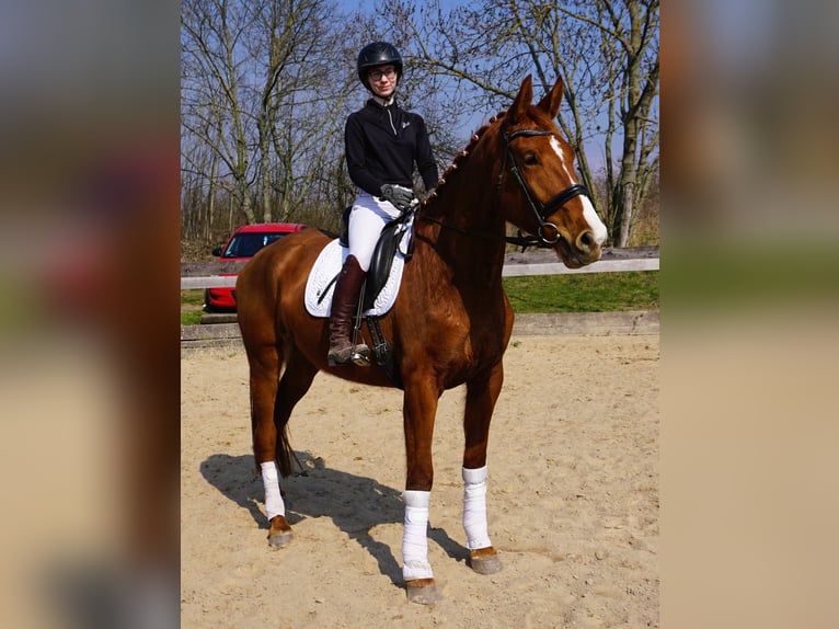 Hanoverian Mare 4 years 16,3 hh Chestnut-Red in Leipzig