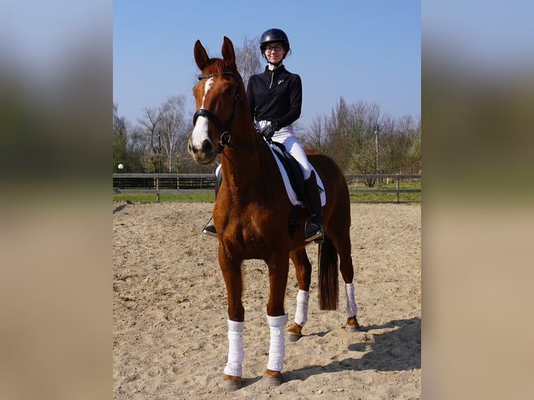 Hanoverian Mare 4 years 16,3 hh Chestnut-Red in Leipzig