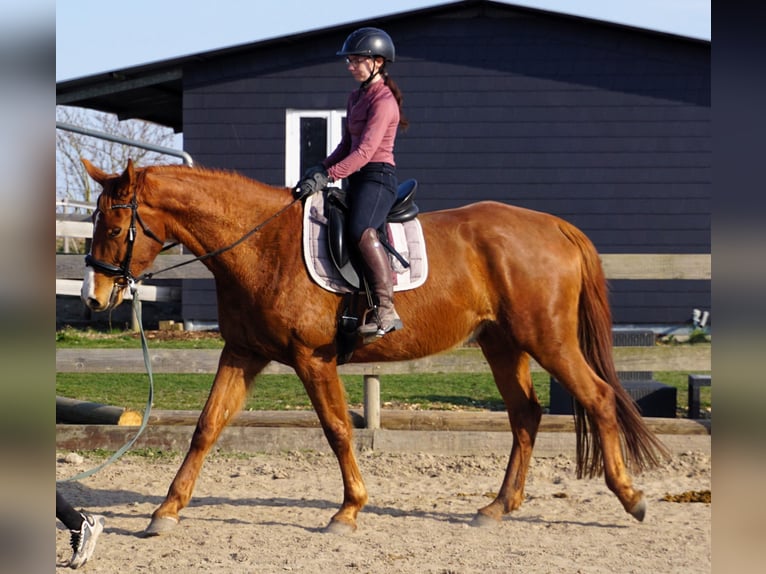 Hanoverian Mare 4 years 16,3 hh Chestnut-Red in Leipzig