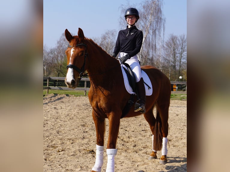 Hanoverian Mare 4 years 16,3 hh Chestnut-Red in Leipzig