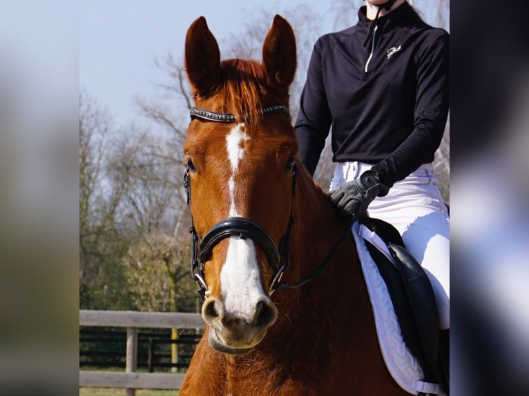 Hanoverian Mare 4 years 16,3 hh Chestnut-Red in Leipzig
