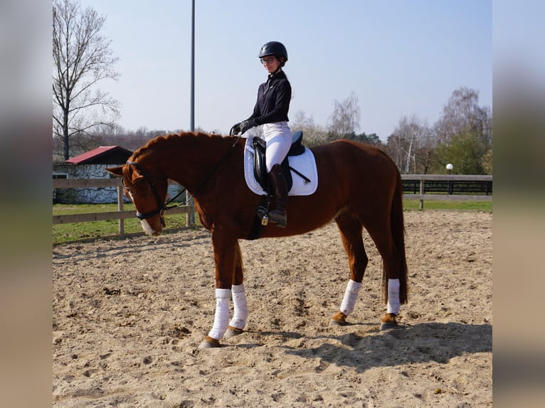 Hanoverian Mare 4 years 16,3 hh Chestnut-Red in Leipzig