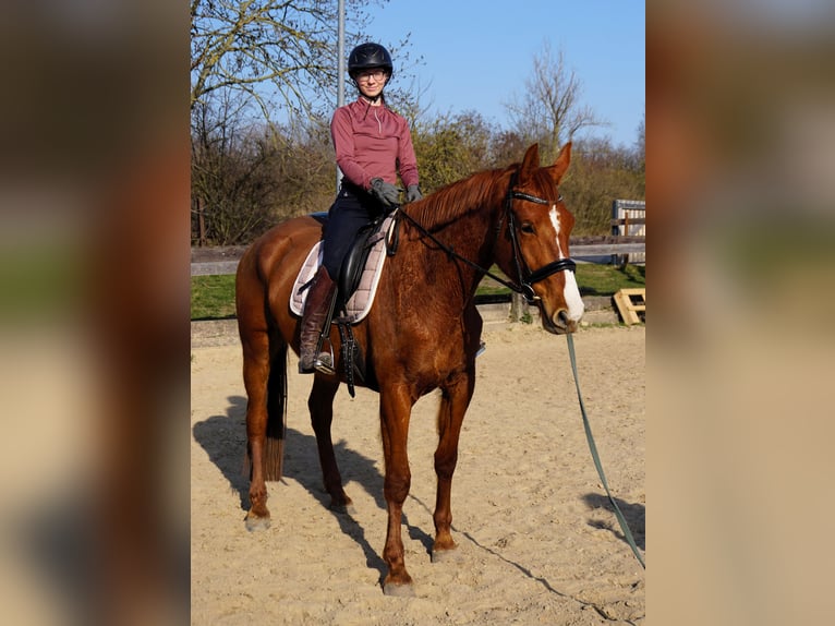Hanoverian Mare 4 years 16,3 hh Chestnut-Red in Leipzig