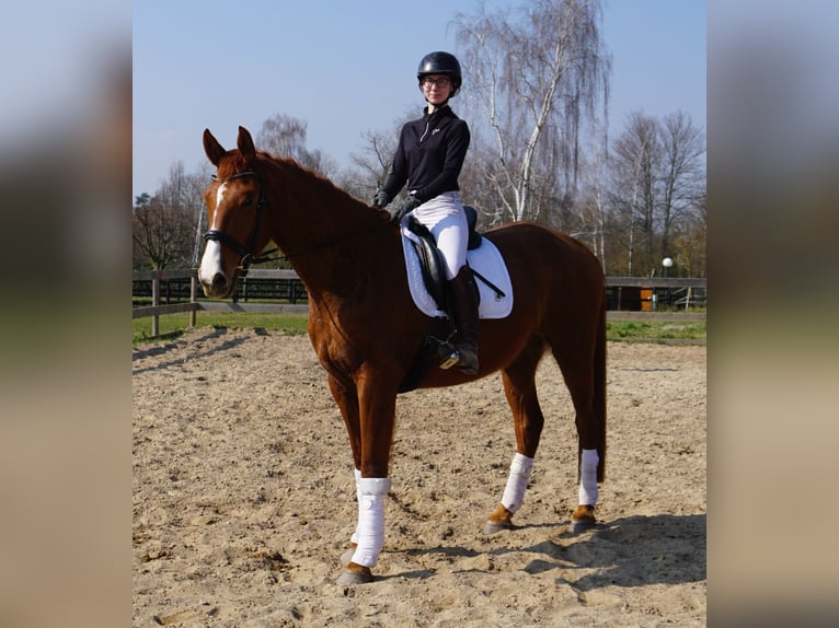 Hanoverian Mare 4 years 16,3 hh Chestnut-Red in Leipzig