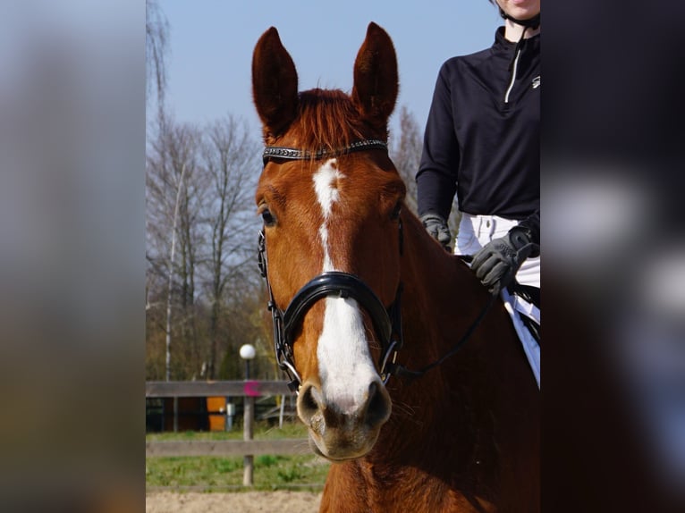 Hanoverian Mare 4 years 16,3 hh Chestnut-Red in Leipzig