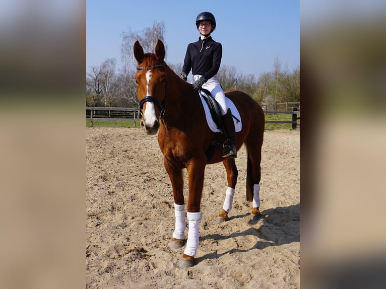 Hanoverian Mare 4 years 16,3 hh Chestnut-Red in Leipzig