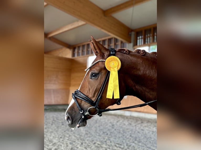 Hanoverian Mare 4 years 16,3 hh Chestnut-Red in Windeck