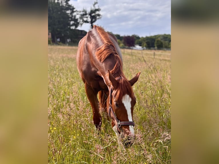 Hanoverian Mare 4 years 16,3 hh Chestnut-Red in Windeck