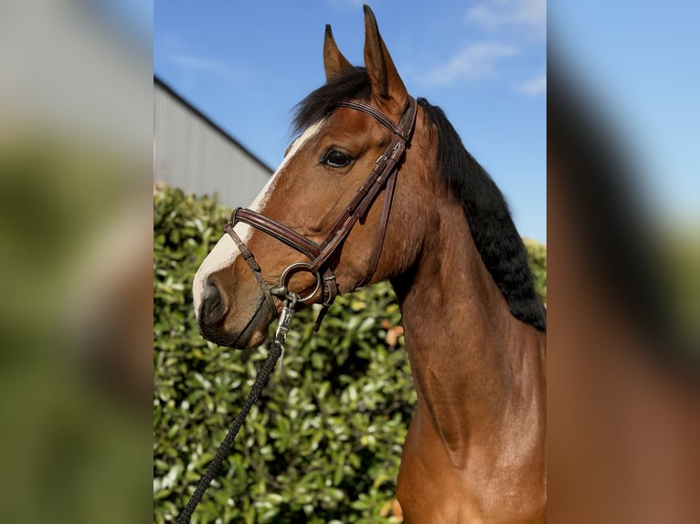 Hanoverian Mare 4 years 16,3 hh  in Bremen