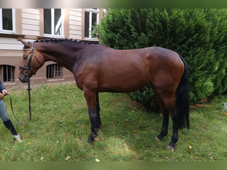 Hanoverian Mare 4 years 17,1 hh Bay-Dark in Braunschweig