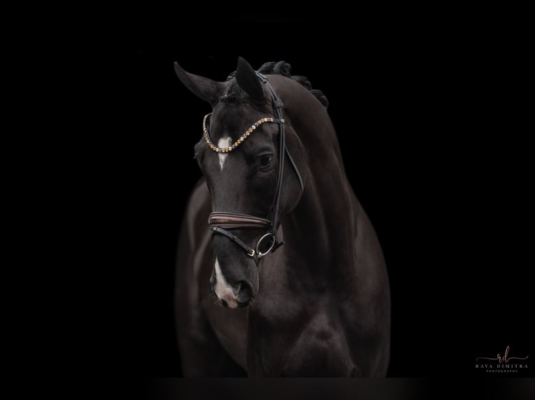 Hanoverian Mare 4 years 17,1 hh Black in Wehringen