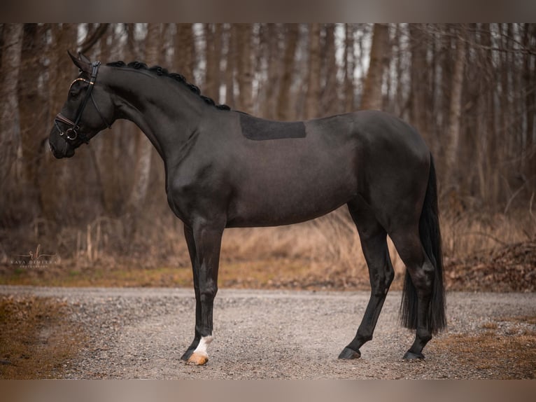 Hanoverian Mare 4 years 17,1 hh Black in Wehringen