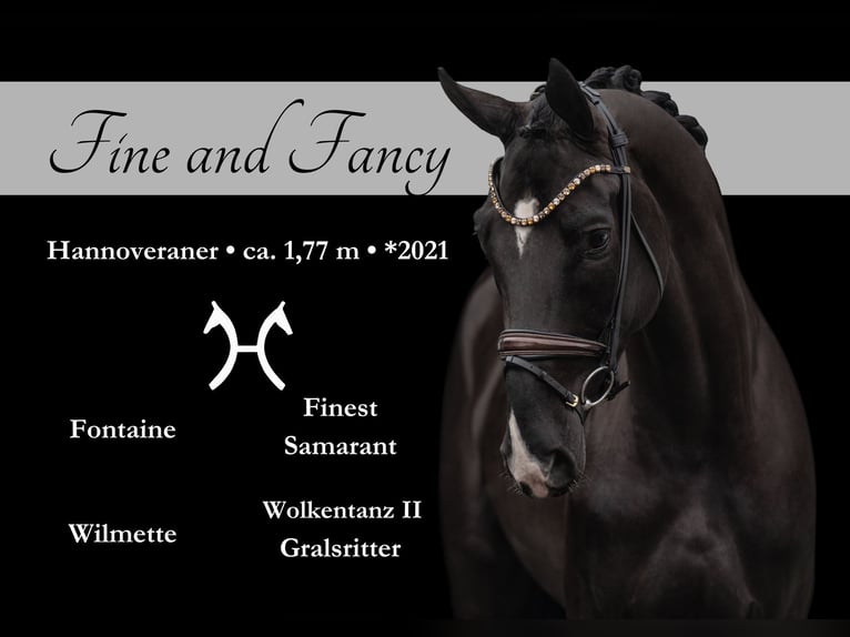 Hanoverian Mare 4 years 17,1 hh Black in Wehringen