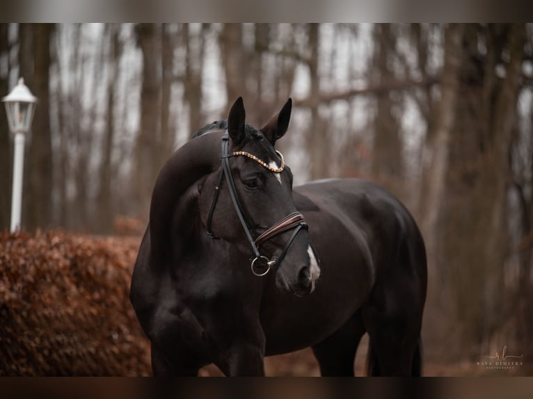 Hanoverian Mare 4 years 17,1 hh Black in Wehringen