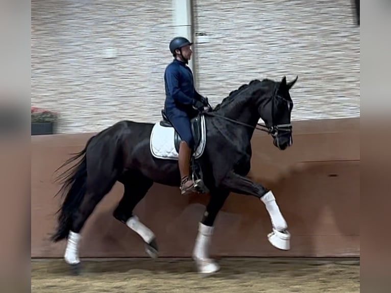 Hanoverian Mare 4 years 17,1 hh Black in Wehringen