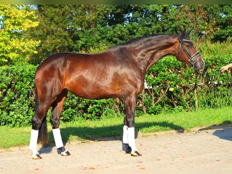 Hanoverian Mare 4 years 17,1 hh Brown in Selsingen