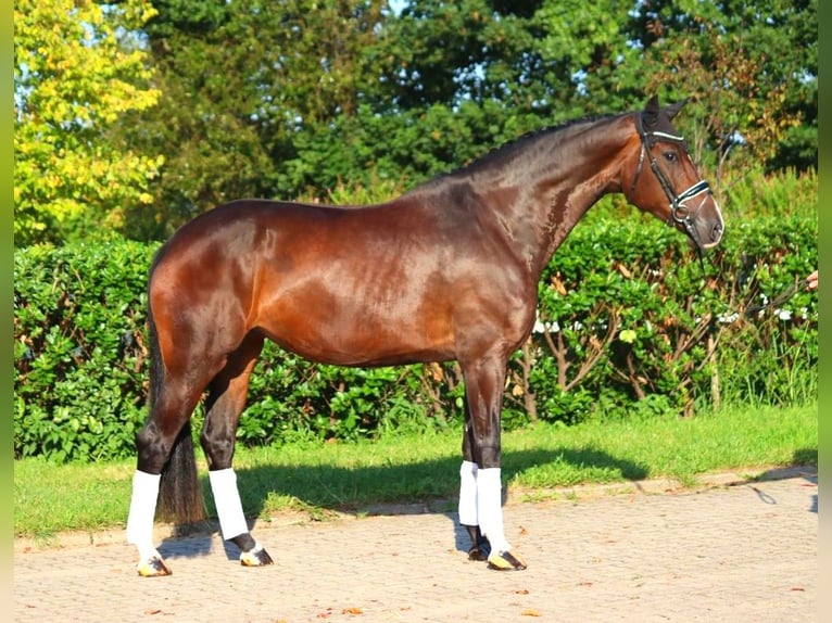 Hanoverian Mare 4 years 17,1 hh Brown in Selsingen