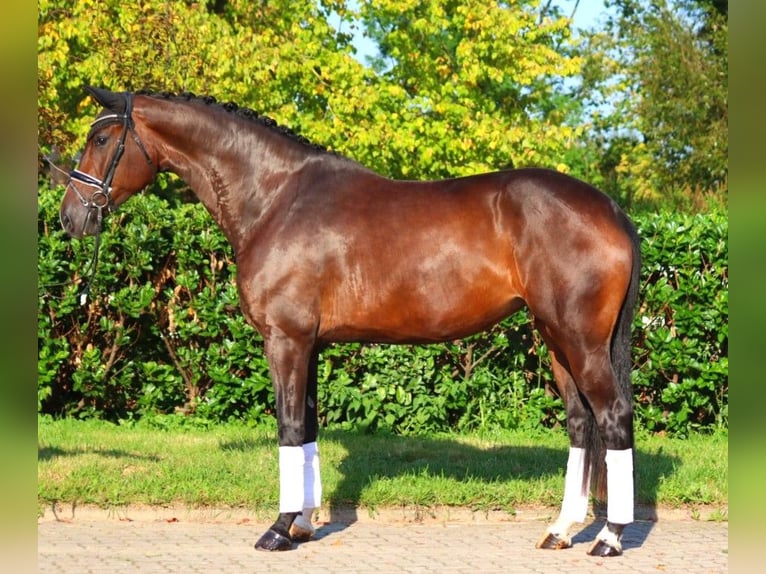 Hanoverian Mare 4 years 17,1 hh Brown in Selsingen