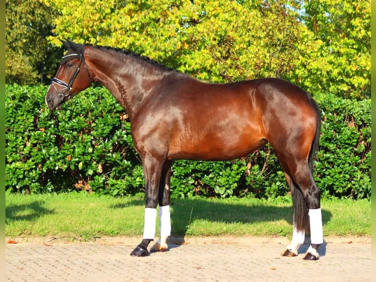 Hanoverian Mare 4 years 17,1 hh Brown in Selsingen